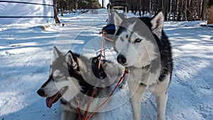 Black and white Siberian huskies are harnessed