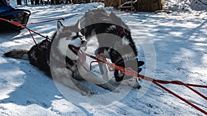 Black and white Siberian huskies are harnessed, resting on a snowy road.