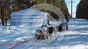 Black and white Siberian huskies are harnessed, resting on a snowy road.