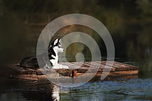 Bianco e nero siberiano rauco è un sul ponte 