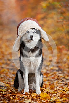 Black and white Siberian Husky dog in a hat with earflaps sitting in yellow autumn leaves