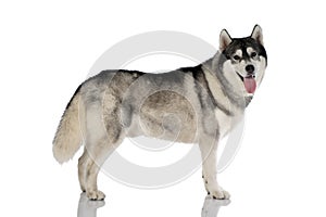 Black and white siberian Husky dog on white photo