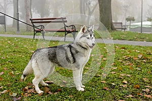 Black and white Siberian Husky dog standing on green grass with lot of spring leafs