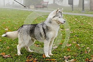 Black and white Siberian Husky dog standing on green grass with lot of spring leafs