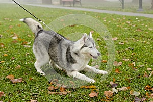 Black and white Siberian Husky dog standing on green grass with lot of spring leafs