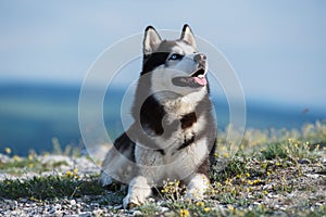 Black and white Siberian husky lying on a mountain on the background of the lake.