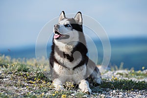 Black and white Siberian husky lying on a mountain on the background of the lake. The dog on the background of natural landscape.