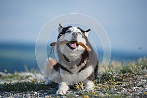 Black and white Siberian husky lying on a mountain on the background of the lake and the forest and eats treats.