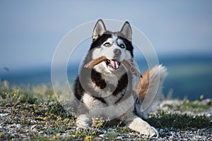 Black and white Siberian husky lying on a mountain on the background of the lake and the forest and eats treats. The dog on the b