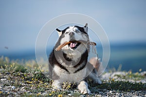 Black and white Siberian husky lying on a mountain on the background of the lake and the forest and eats treats. The dog on the b