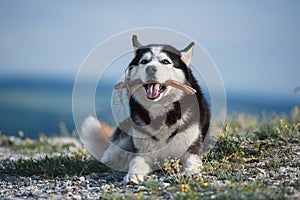 Black and white Siberian husky lying on a mountain on the background of the lake and the forest and eats treats. The dog on the ba