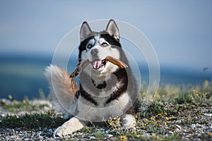 Black and white Siberian husky lying on a mountain on the background of the lake and the forest and eats treats. The dog on the ba