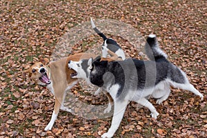 Black and white siberian husky and multibred dog are playing in the autumn park. Seasons of the year. Pet animals