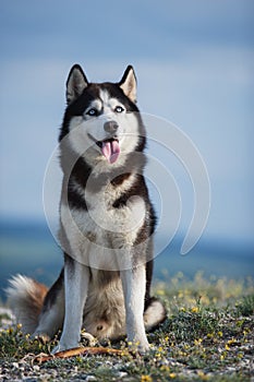 Black and white Siberian husky sitting on a mountain on the background of the lake and the forest and eats treats.