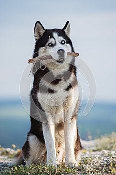 Black and white Siberian husky sitting on a mountain on the background of the lake and the forest and eats treats.