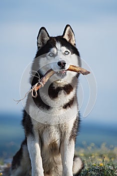 Black and white Siberian husky sitting on a mountain on the background of the lake and the forest and eats treats. The dog on the