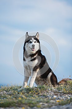 Black and white Siberian husky sitting on a mountain on the background of lakes and forests. The dog on the background of natural