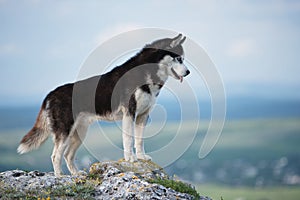 Black and white Siberian husky standing on a mountain in the background of mountains and forests. Dog on the background