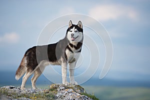 Black and white Siberian husky standing on a mountain in the background of mountains and forests. Dog on the background