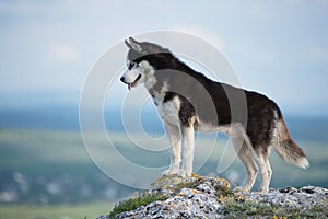 Black and white Siberian husky standing on a mountain in the background of mountains and forests. Dog on the background of a natur