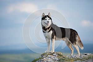 Black and white Siberian husky standing on a mountain in the background of mountains and forests. Dog on the background of a natur