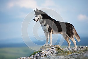 Black and white Siberian husky standing on a mountain in the background of mountains and forests. Dog on the background of a natur