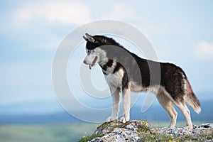 Black and white Siberian husky standing on a mountain in the background of mountains and forests. Dog on the background of a natur