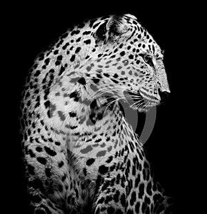 Black and white side of Leopard