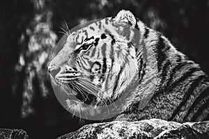 A black and white side portrait of a siberian tiger lying on a rock looking for some prey. The predator animal is a big cat and