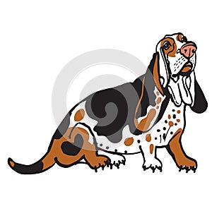 Color silhouette of a basset hounds  on a white background. Sketch drawing. Flat vector photo