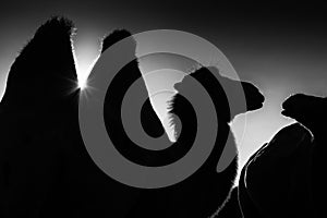 Black and white silhouette of camels in the desert, travel concept