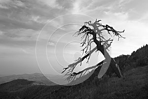 Black and White Silhouette of dead tree Late afternoon