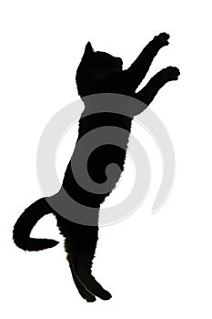 black and white silhouette of kitten jumping upwards on white isolated background