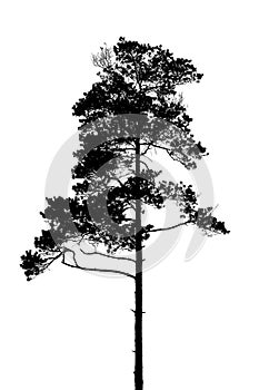 Black and white silhouette of a lonely single pine tree