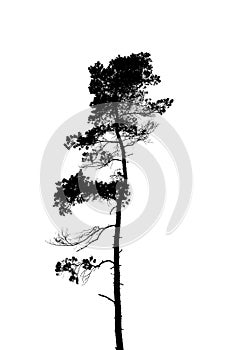 Black and white silhouette of a lonely single pine tree