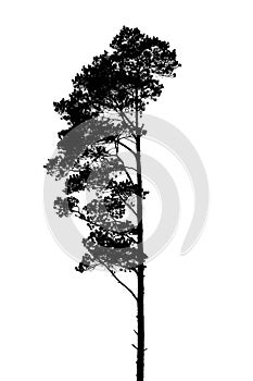 Black and white silhouette of a lonely single pine tree