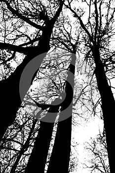 Black and white silhouette of tree heads