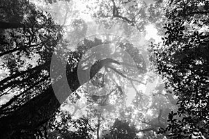 black and white silhouette upward tree in forest with fog in morning.