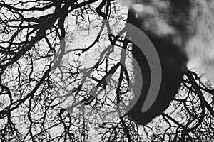 Black and white silhouette of a walker reflected in a water puddle