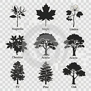 Black and white silhouettes of various types of trees and plants