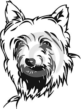 Black and White Silky Terrier Illustration