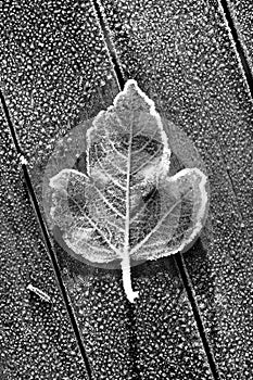 Black White Single Frosty Leaf on Wooden Table