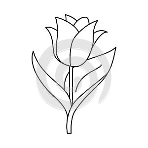 Black and white single tulip flower for coloring book