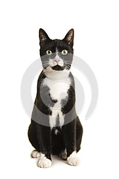 Black and white sitting european shorthair cat looking at the camera isolated on a white background seen from the front