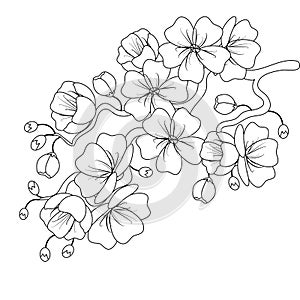 Black-and-white sketch of a cherry blossom branch. Vector illustration.