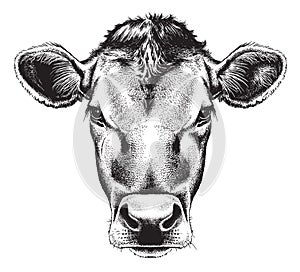 Black and white sketch of a cow`s face.