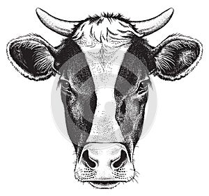 Black and white sketch of a cow`s face.
