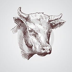 Black and white sketch of a cow`s face. Vector portrait