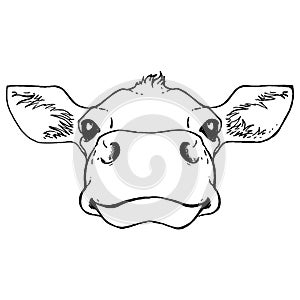 Black and white sketch of a cow`s face. Vector portrait.