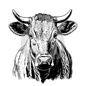 Black and white sketch of a cow's face. Vector portrait